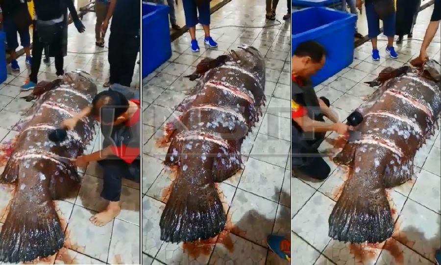 Malaysia Babes Gist Fish Sold For 13 000rm 1 3million Naira