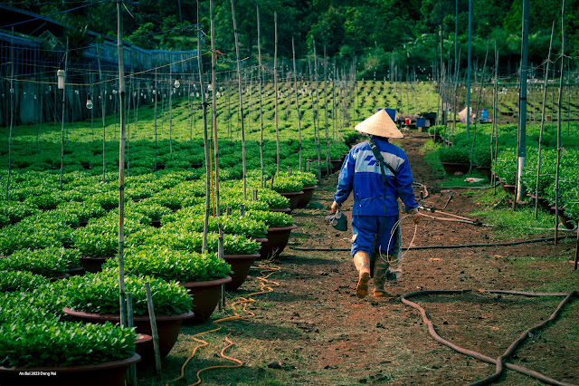 Chăm sóc hoa tại Làng Hoa Gia Kiệm