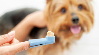 que esperar despues de la limpieza de los dientes de un perro