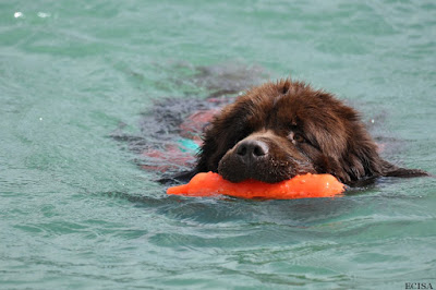 Terre-Neuve Jeagger sauveteur aquatique la récompense par le jeu Photographe JD Amet pour s'entrainer au sauvetage à l'eau