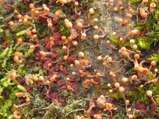 Nectria pseudotrichia - Tubercularia lateritia