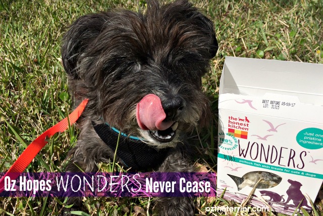 Oz the Terrier The Honest Kitchen Wonders dehydrated pollock fish skins treats for dogs and cats