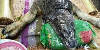 WOW!! Penemuan Hewan Aneh, Bertubuh Sapi, Berkepala Buaya