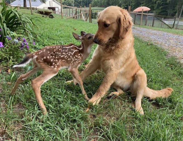 30 Unexpected But Beautiful Animal Friendships