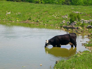 cow at pond