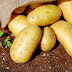 Complete Information About Potato