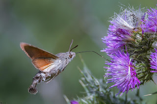 mariposa-esfinge-colibri-macroglossum-stellatarum-libando-en-cardo-