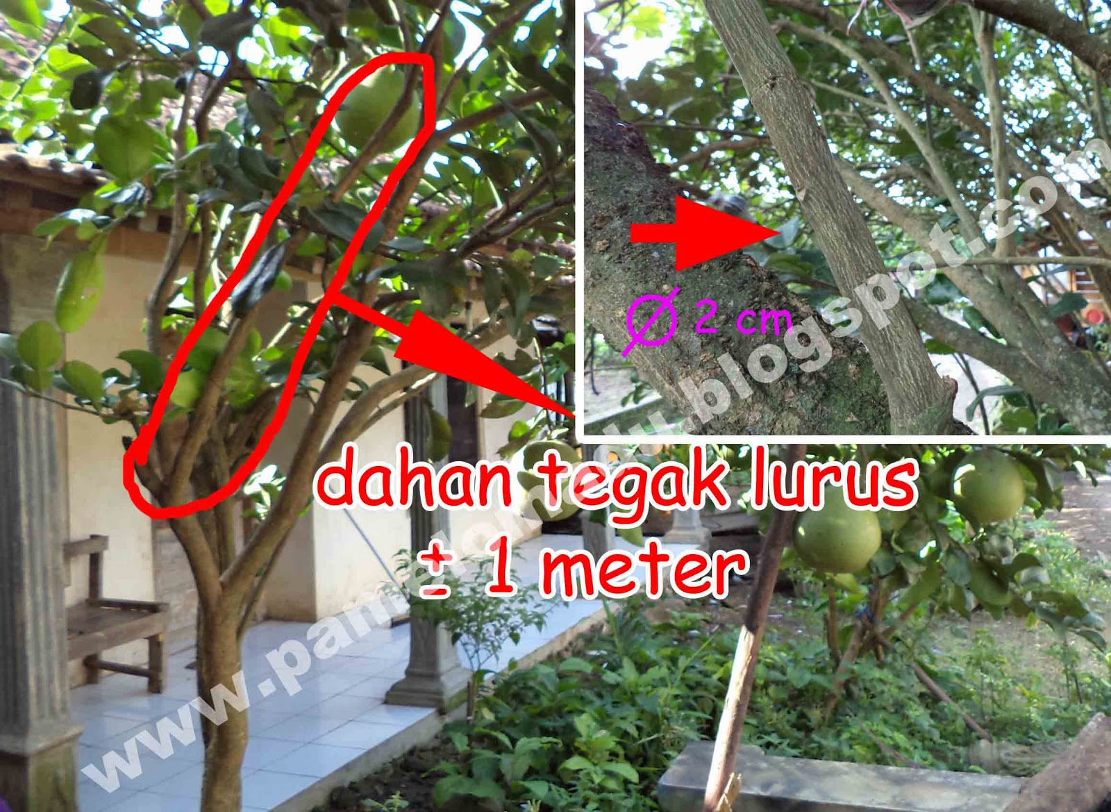 Cara Mencangkok Pohon Jeruk Bali Madu Jeruk Bali Pamelo Madu Bageng
