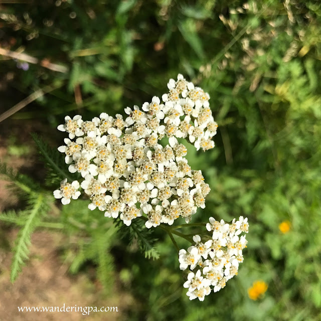 Yarrow at the prairie of Jennings Environmental Education Center in Pennsylvania in late July.