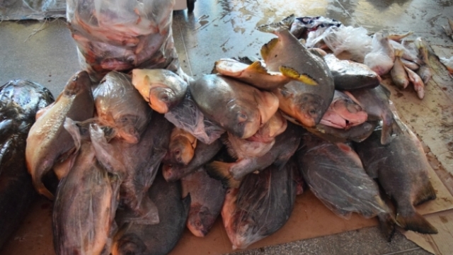 ACORIZAL: Juvam apreende quase meia tonelada de pescado irregular no Rio Cuiabá