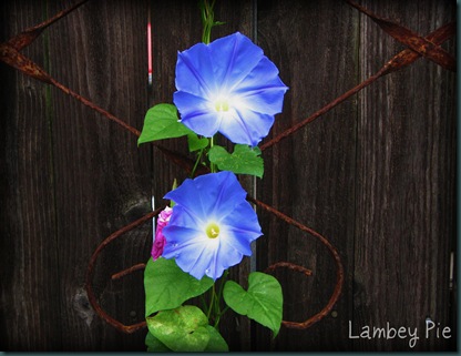 2 morning glory wm.jpeg
