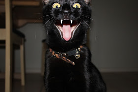 cat with crazy face, funny cat pictures, funny cats