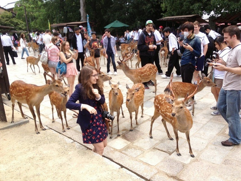 nara-deer-3 nara-deer-3