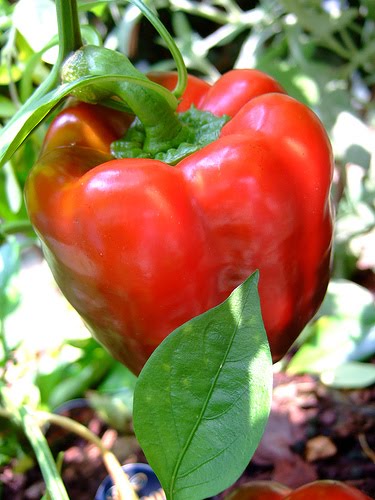 GardenSeed Bell Pepper  Big Red 