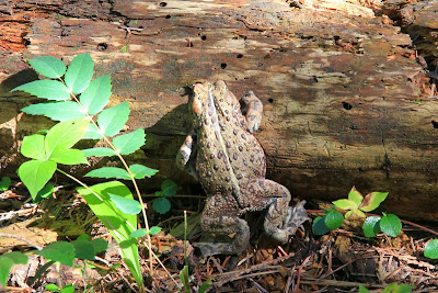  Bufo borealis – Western Toad