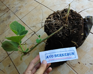 cara menanam labu botol di pot