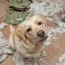 Insuring against the Injury caused by his Pet