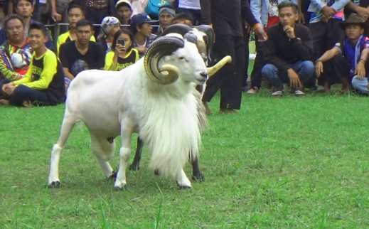 /2019/10/domba-garut-super-asli-termahal-.html