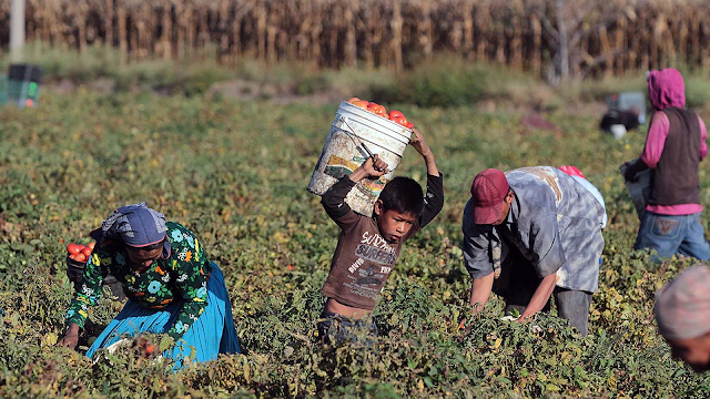 Productores y empresarios de San Luis Potosí buscan legalizar el trabajo infantil. ¿Que Opinas?