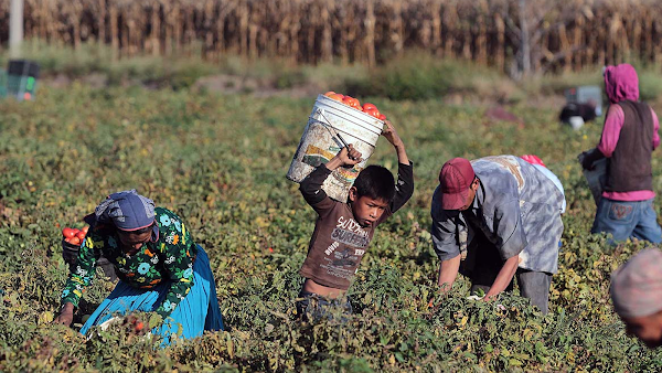 Productores y empresarios de San Luis Potosí buscan legalizar el trabajo infantil. ¿Que Opinas?