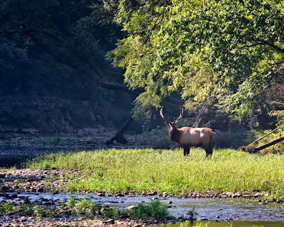 Herd Bull at Ponca Access