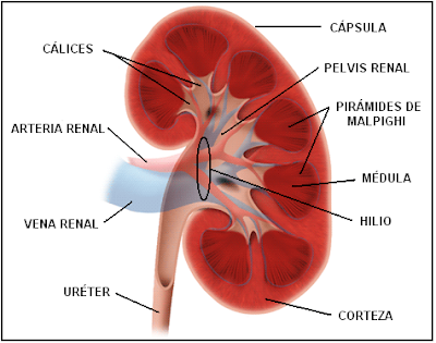 Resultado de imagen de anatomia riñon