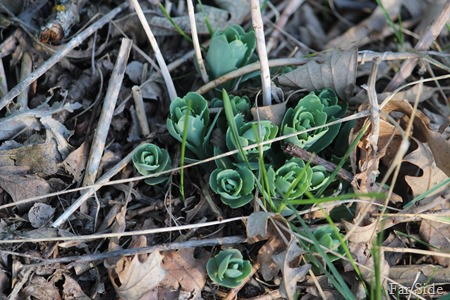 Sedum