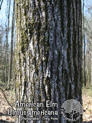 elm tree bark photo. elm tree bark. elm tree bark.