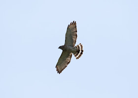 Broad-winged Hawk - Mayfield, Michigan, USA