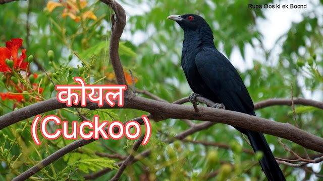 झारखंड का राजकीय/राज्य पक्षी || State Bird Of Jharkhand ||