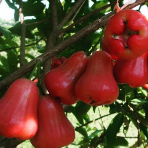 Bibit Jambu Air Cincalo