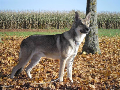 Canens Africae chiens loups de Saarloos