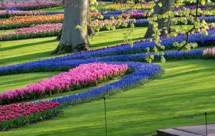 The Spectacular 'Flower Stream' Garden In Holland Bursts With Seven Million Colorful Blooms