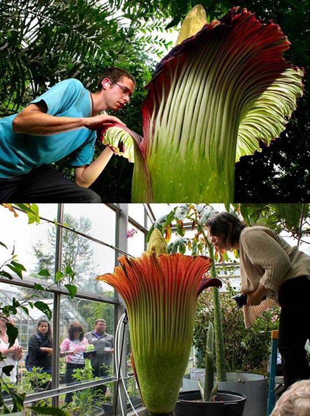 The Corpse Flower (Amorphophallus Titanum) - 28 Awe Inspiring Photos That Prove Just How Cool Mother Nature Is