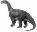 Камаразавър Camarasaurus!!!