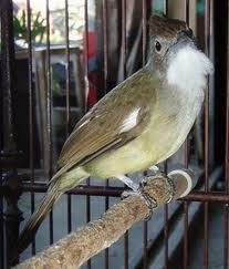 Mengenal Burung Cucak JenggotSaung Bird  Burung Kicauan