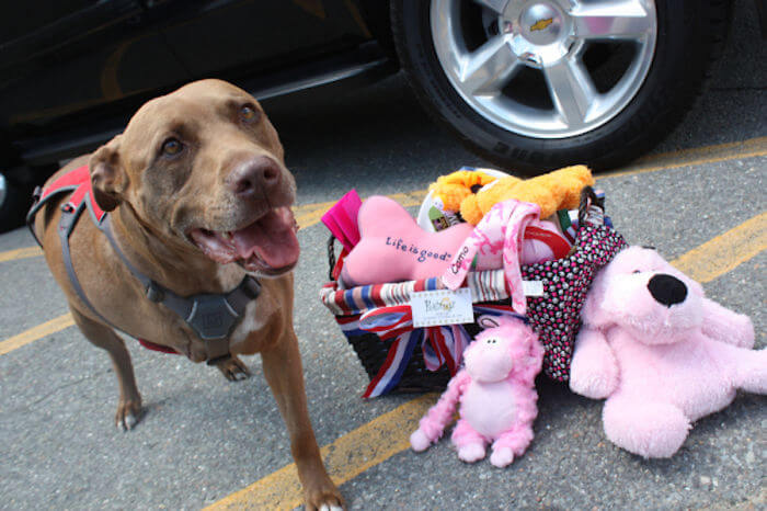 These 25 Brave Dogs Turned Out To Be Heroes