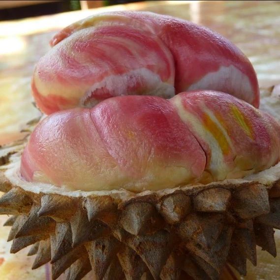 durian pelangi di medan