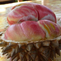 Jual Bibit Pohon Durian Pelangi Unggul