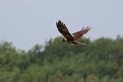 Brune Hoanskrobber - Bruine Kiekendief - Circus aeruginosus