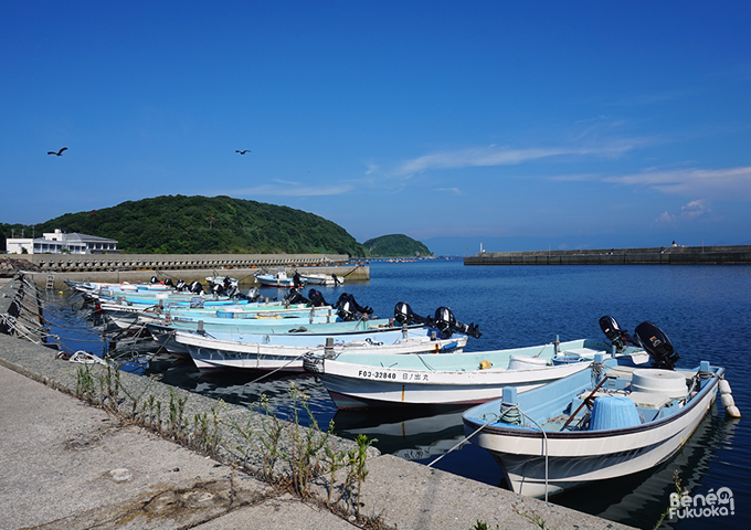 Ainoshima, l'île aux chats