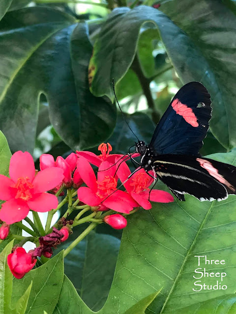 Butterfly Atrium, Hershey PA