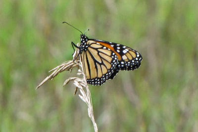 Monarch Butterfly