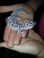 Black Hole Leopard Gecko4