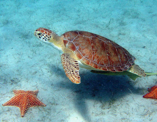 sea turtle