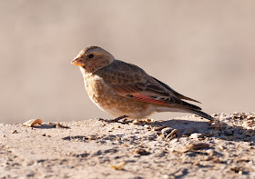 African Crimson-winged Finch - Oukaïmeden, Morocco