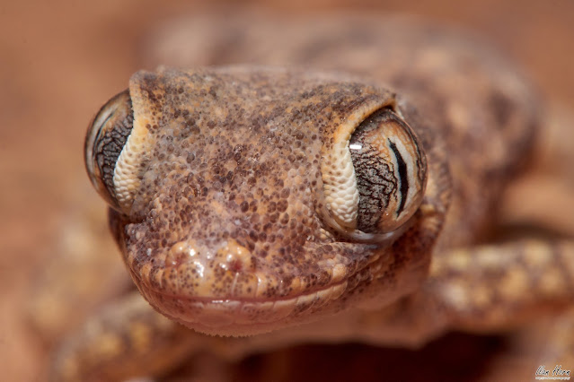 Short-Fingered Gecko Portrait