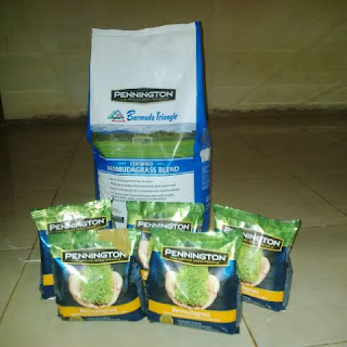 supplier biji rumput murah