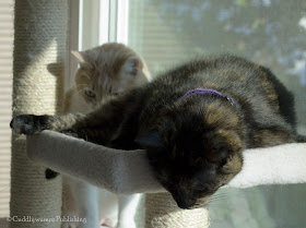 The Reat Cats on cat tree_4