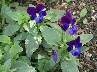 Pensée sauvage - Pensée tricolore - Viola tricolor 